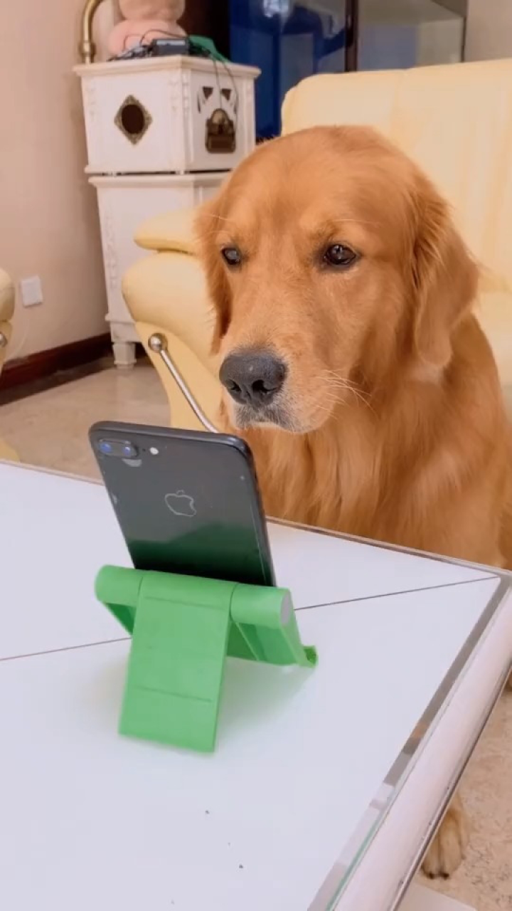 坑爹的金毛,轮胎的脚属实很臭.