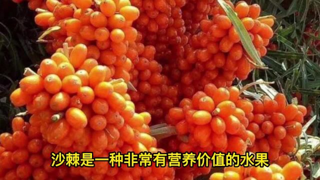 三种人坚决不能吃沙棘