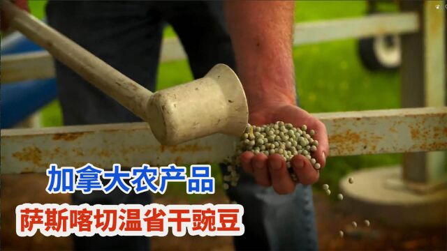 加拿大农民采收成吨干豌豆,加工成蛋白粉饲料运往世界