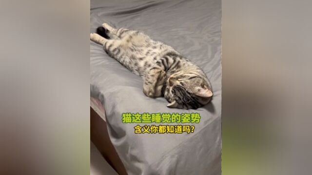 宠物解说:猫这些睡觉的姿势,含义你都知道吗? #萌宠成精了