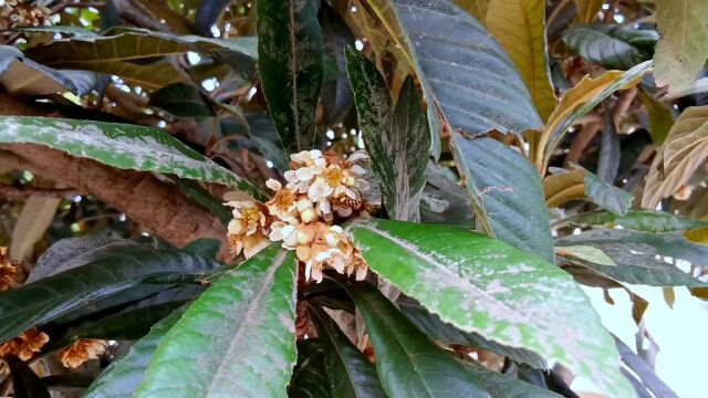 枇杷花开了,这是今年最后一个蜜源植物