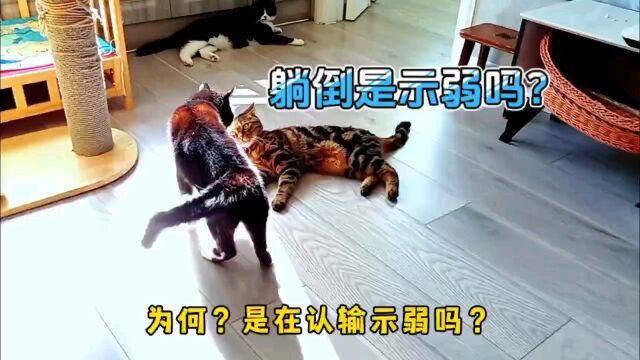 猫咪打架先躺倒的,是示弱认输了吗?没一个劝架的,习以为常