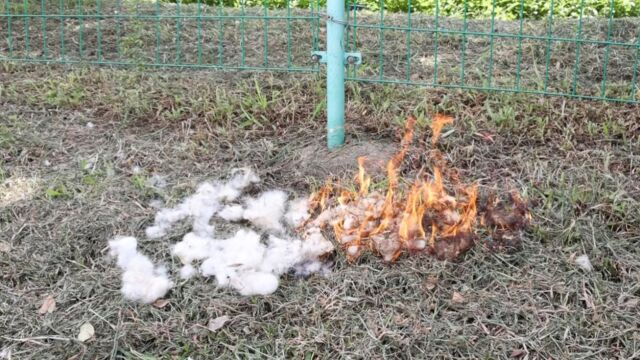 街头这种随风飘起的木棉絮,消防员和医生发出提醒