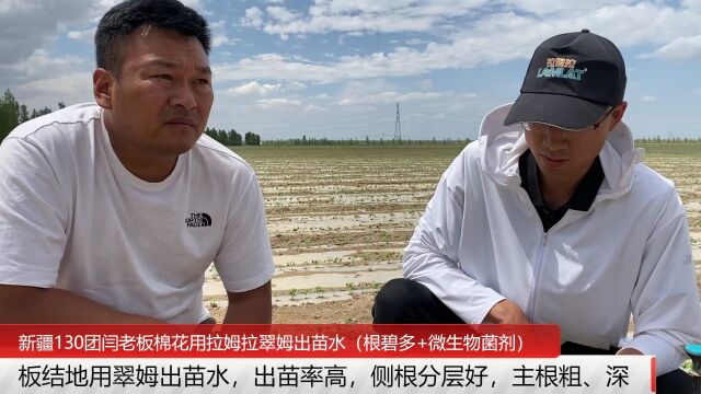 棉花出苗水哪家好?新疆130团板结地棉花用拉姆拉翠姆出苗水(根碧多+菌剂) 侧根分层好,主根粗、深