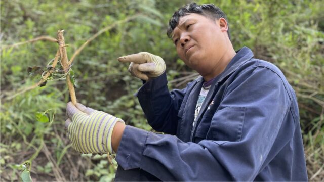 这就是山沟沟的农村地菜,很多富人没见过,我们却天天挖