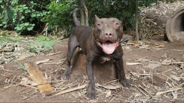 这比特犬我是不敢去摸了,兴奋度太高,逮啥咬啥,应该是会咬人了