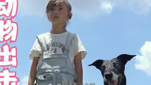 动物出击：女孩听懂动物语言，发现巨大危机，和狗狗配合拯救人类