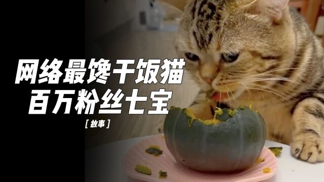 小猫“七宝”坐拥百万粉丝,看看全网第一馋猫有多能吃