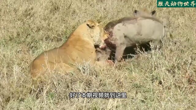 动物世界动物野生动物零距离狮子疣猪