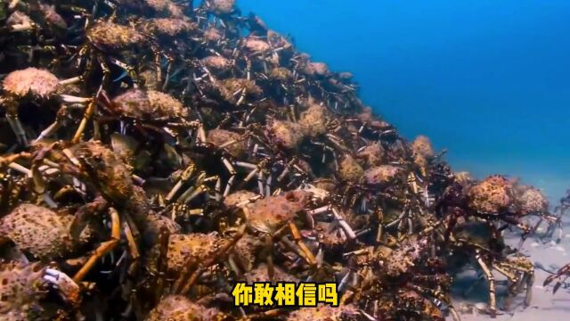 帝王蟹已经泛滥成灾,危及其他海洋生物,怎样拯救地球?