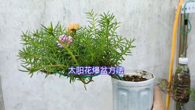 太阳花打顶爆侧芽方法