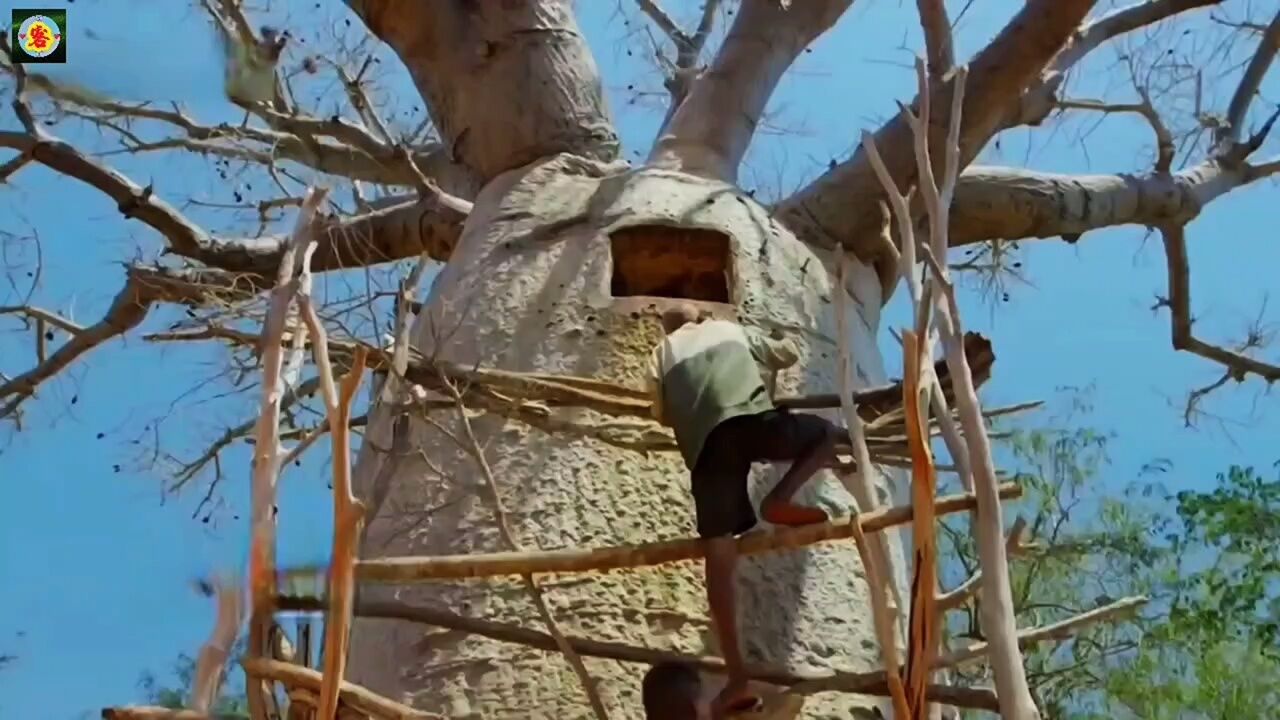 非洲的储水神器猴面包树