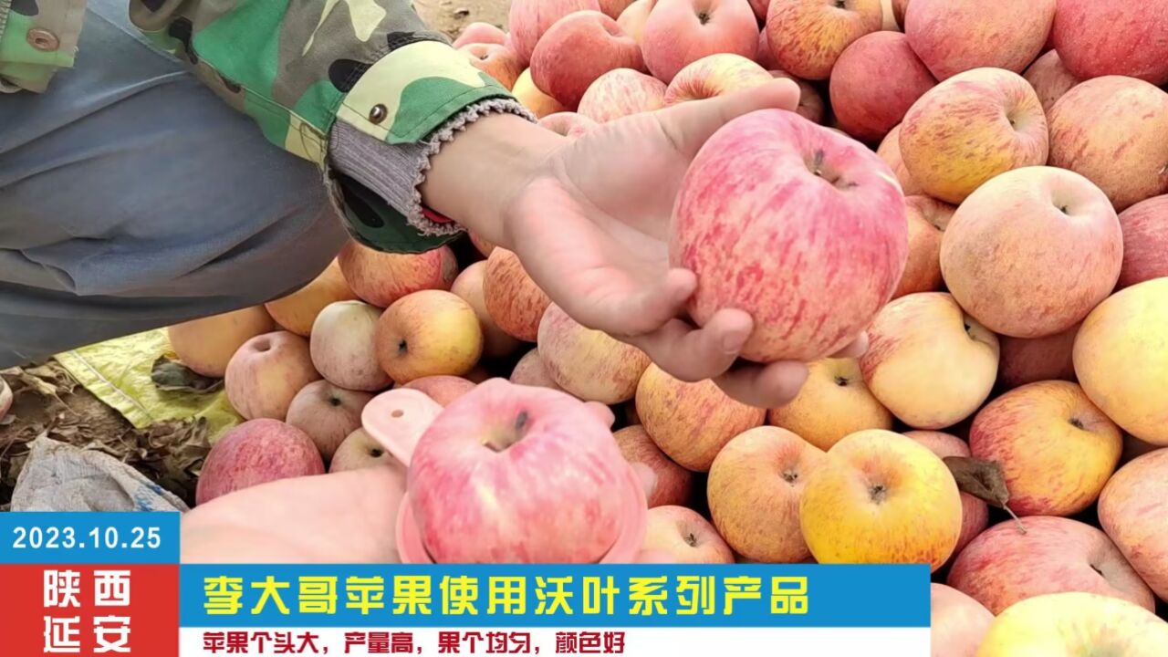 水溶肥-苹果果个大,产量高,果个均匀,颜色好看,2023.10.