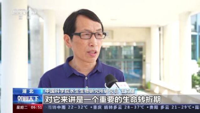 满周岁啦!我国首头人工饲养雌性二代江豚“小久久”生长情况如何?