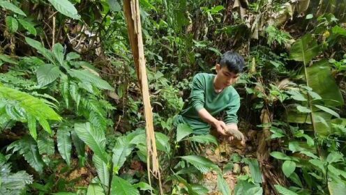 第10期：越南小伙来到神秘的热带雨林，这里猛兽出没虫子遍地，他能生存下来吗？