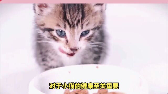 小猫拉稀不容忽视,及时处理保障健康