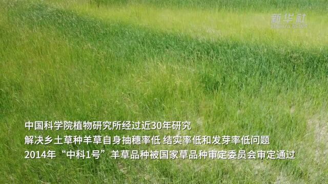 生态草助推富民产业 中科羊草取得新突破