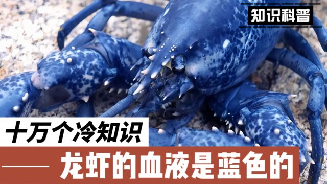 冷知识:你知道吗?龙虾的血液是蓝色的