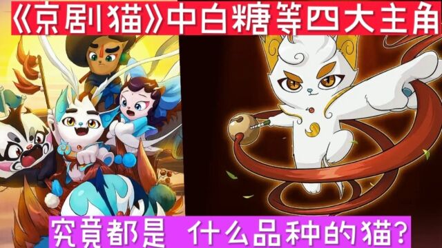 万万没想到《京剧猫》中白糖的四大主角团不然都是这种品种的猫?