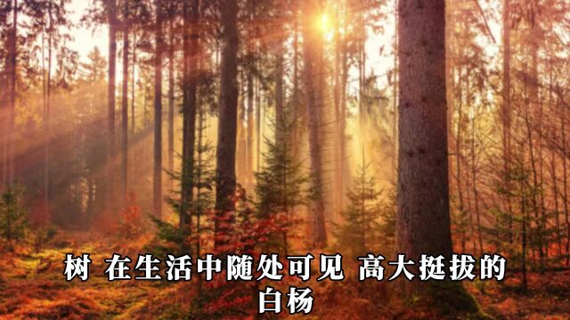 常见的树怎么拍?