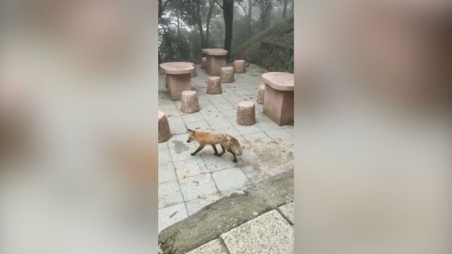 深圳阳台山有野生狐狸出没,园区提醒:请勿主动投喂食物