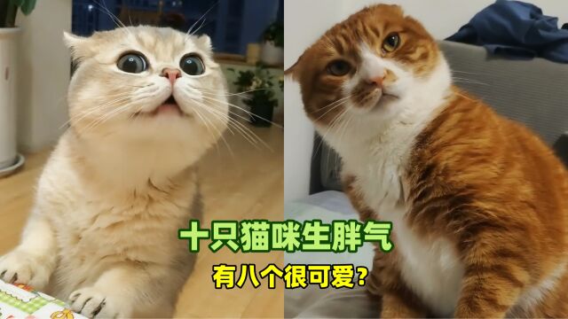 宠物解说:十只猫咪生胖气,有八个很可爱?