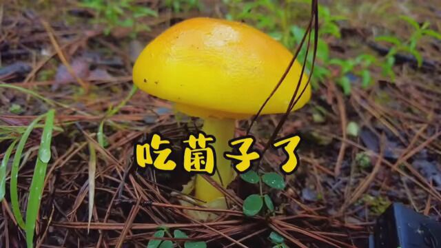 #大自然的馈赠 #云南野生菌 #看看这是啥 又来捡菌子啦!快来看看有没有你们喜欢的?