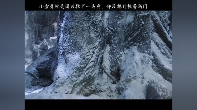 五岁男孩却担任了拯救种族的大师#电视剧雪鹰领主 #迪丽热巴 #雪鹰领主东伯雪鹰