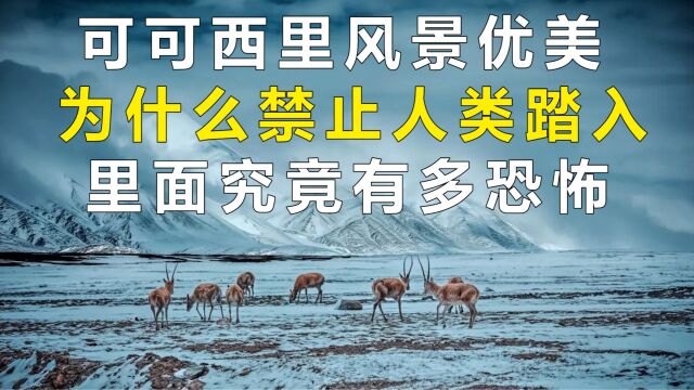 可可西里是动物的天堂,为什么是人类的禁区?里面究竟有多可怕