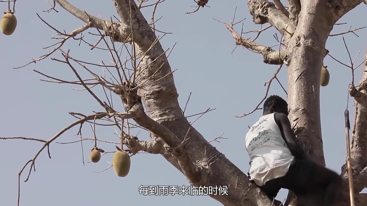 非洲最神奇的猴面包树,全身都是宝,一到雨季还疯狂储水