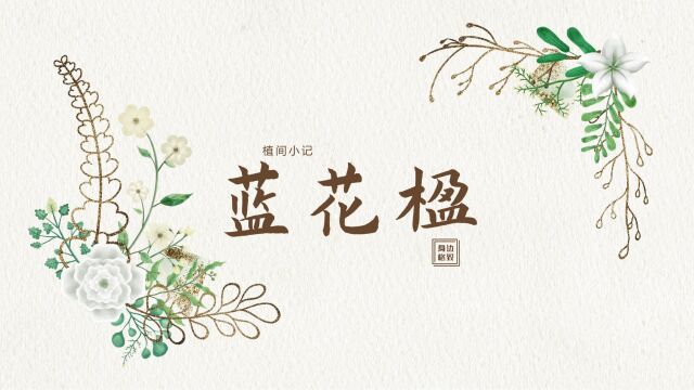 植物界蓝紫色调中的顶流蓝花楹,名字到底是咋来的呢?