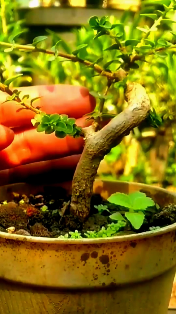 小小盆景日常修剪