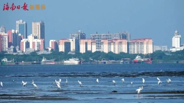 儋州湾护鸟队:候鸟陆续抵琼,加强巡护监测↓