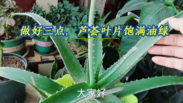 做好三点,芦荟叶片饱满油绿