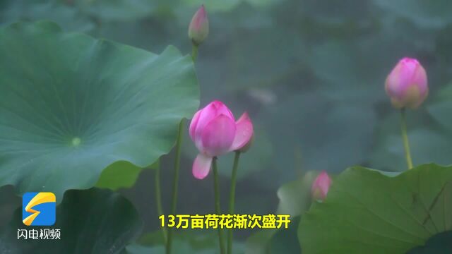 滕州微山湖红荷湿地13万亩荷花渐次盛开