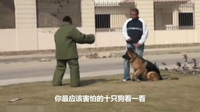 你应该害怕的10只狗,藏獒VS比特犬,到底谁更胜一筹?