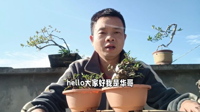 栀子花矮霸型盆景,缩枝控叶都是基本操作,这一步才是关键