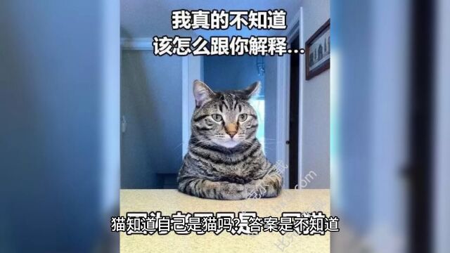 猫知道自己是猫吗?