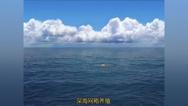 深海网箱养殖技术#海洋生物 #探索