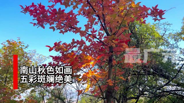 11月18日实拍,广元南山现绝美秋色,五彩斑斓,现场画面震撼!