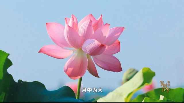 敦煌岁时节令 —大暑