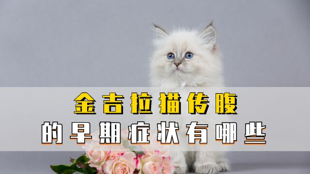 金吉拉猫患上猫传腹的征兆有哪些?看完你就懂了!