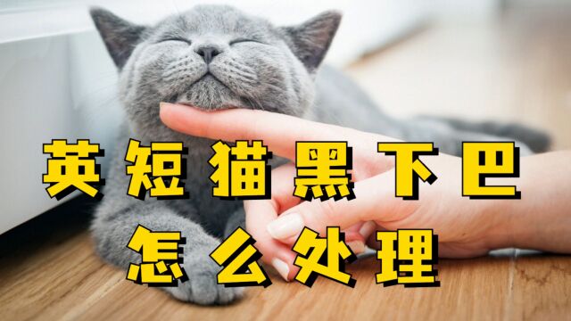 英短猫黑下巴怎么处理?