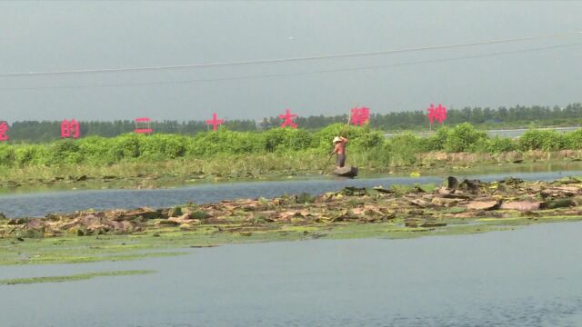 汉寿城北河社区:“芡实+鱼苗”助增收