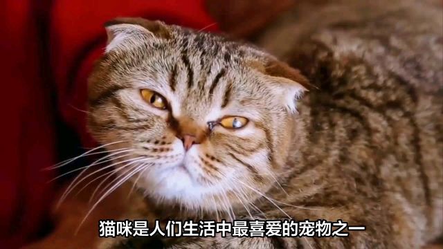 猫咪感染狂犬病毒的话多久会发作?