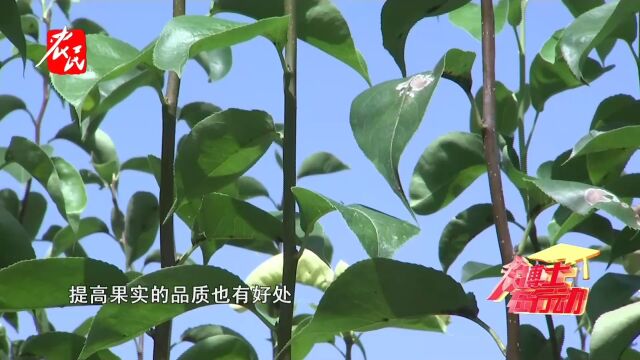 科技助农  梨树夏季修剪工作不容忽视