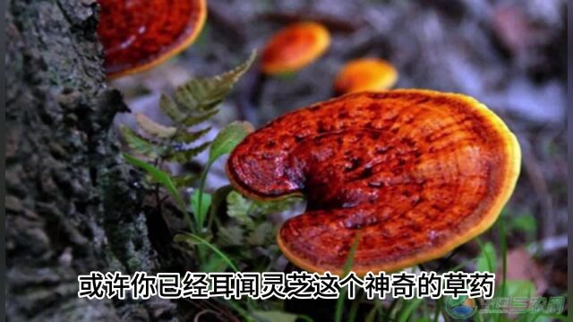 灵芝孢子粉的功效作用