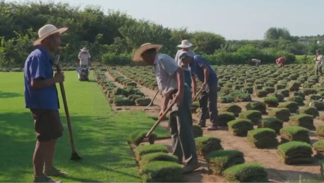 江苏句容:绿草铺就致富路