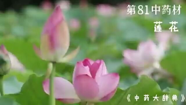 今天介绍第八十一味中药材,莲花#中医 #中药材 #中草药 #倪海厦 #莲花