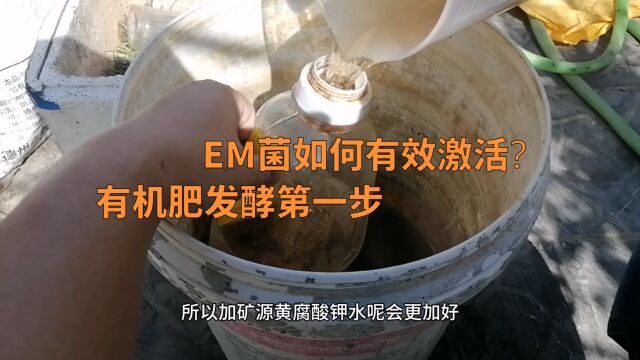 EM菌如何有效激活?很多人不懂,难怪发酵总失败!